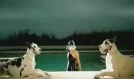 Amy phim nhật jav reid